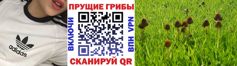 где найти наркотики Златоуст Псилоцибиновые грибы MAGIC MUSHROOMS